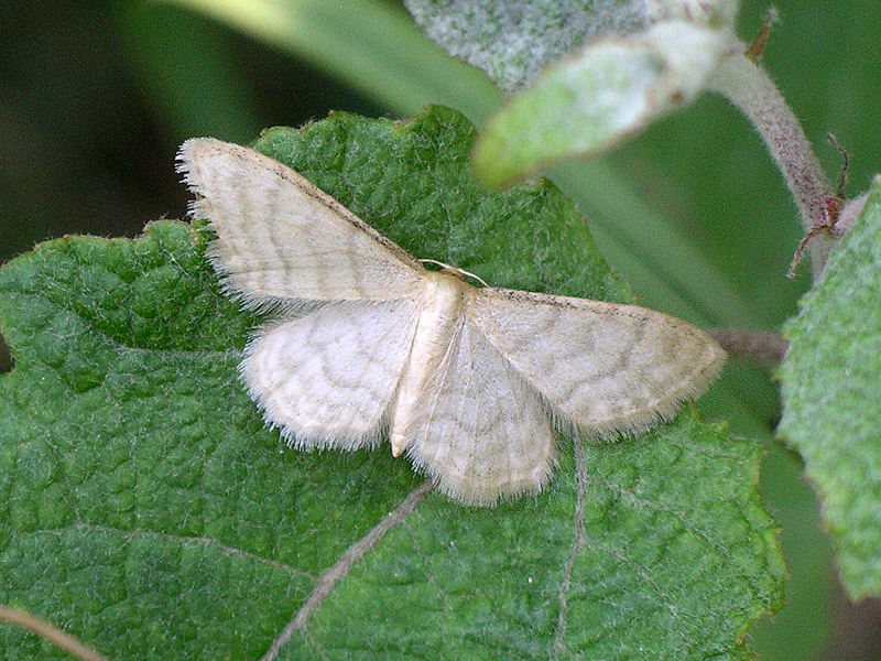 Ho le Idaee un po'' confuse - Idaea dilutaria